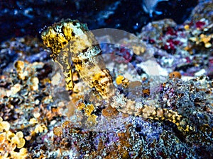 Yellow longsnout seahorse in the Carribbean Sea, Roatan, Bay Islands, Honduras