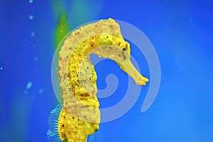 Yellow Longsnout seahorse Hippocampus reidi