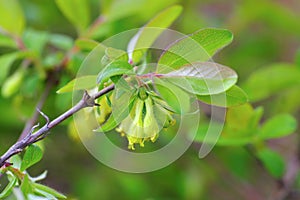 Yellow Lonicera kamtschatica blossom