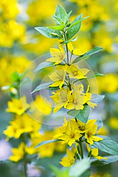 Yellow Loosestrife flower (Lysimachia vulgaris)