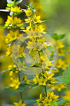 Yellow Loosestrife flower (Lysimachia vulgaris)