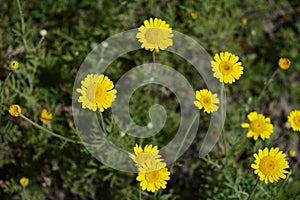 Yellow loosestrife like yellow daisy