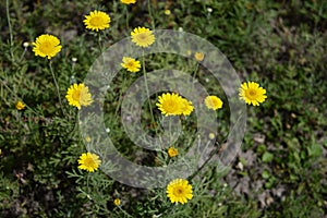 Yellow loosestrife like yellow daisy