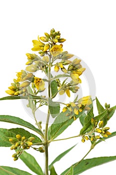 Yellow Loosestrife (Lysimachia vulgaris)