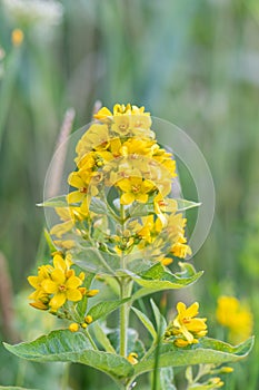 Yellow loosestrife, Lysimachia vulgaris, natural habitat