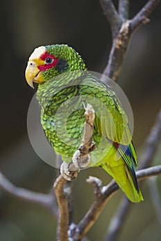 Yellow-lored Parrot photo