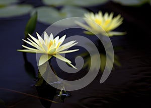 Yellow lotus in the