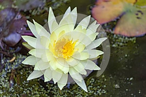 Yellow lotus blossoms or waterlily flowers