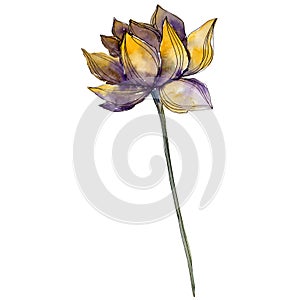 Yellow lotus. Floral botanical flower. Watercolor background illustration set. Isolated lotus illustration element.