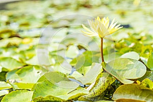 Yellow lotus flower blooming in summer pond