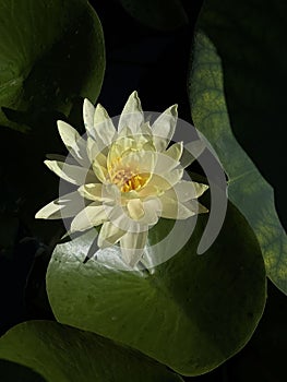 Yellow Lotus Flower photo