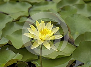 Yellow lotus flower in the swamp.
