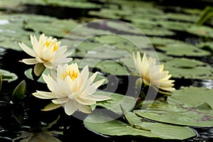 Yellow Lotus flowers