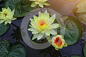 The yellow lotus flowers are planted in the pond and well maintained in the beautiful yellow lotus flower botanical garden.