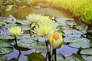 The yellow lotus flowers are planted in the pond and well maintained in the beautiful yellow lotus flower botanical garden.