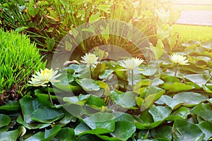 The yellow lotus flowers are planted in the pond and well maintained in the beautiful yellow lotus flower botanical garden.