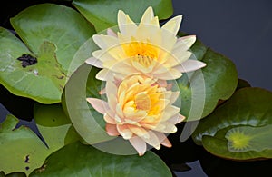 Yellow lotus petals and stamens in Chatuchak Park, Bangkok, Thailand 1