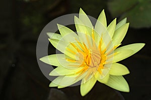 Yellow Lotus water lily - Nymphaea floating in a pond. Beautiful aquatic flower background. Yellow Lotus flowers Nymphaea
