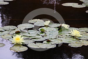 Yellow lotuses in the sunlight in the Butchart Garden