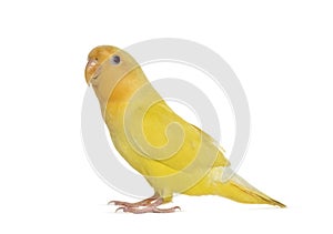 Yellow Lovebird isoated on white