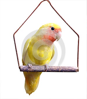 Yellow Lovebird on Swing photo