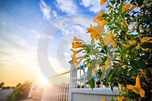 Yellow lowers near fence and sunset with cloud.