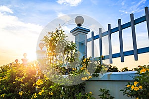 Yellow lowers near fence and sunset with cloud.