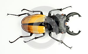 Yellow lucanus beetle isolated on white. Odontolabis ludekingi macro close up, lucanidae,