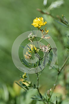 Yellow lucerne, sickle alfalfa or sickle medick (Medicago falcata) photo