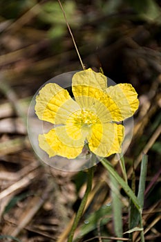 Yellow Luffa cylindrica flower