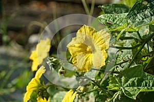Yellow Luffa cylindrica flower in nature garden