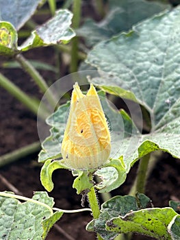 yellow Luffa cylindrica flower in nature garden