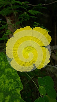 Yellow luffa flower of tori vegetable