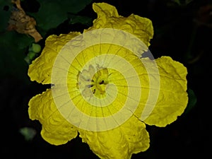 Yellow luffa tori flower on black background