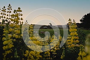 Yellow lupin flowers among the hills and curious sheep on a farm during sunset. New Zealand landscape