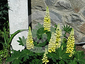 Yellow Lupines