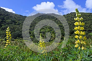 Yellow Lupinus flowers blooming in New Zealand