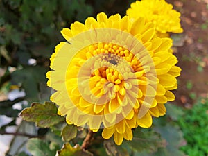 Yellow lush flower Chrysanthemum indicum