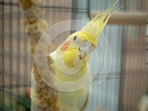 Yellow lutino cockatiel looking out from behind millet