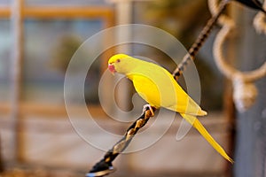 Yellow Lutino Indian Ringneck Parakeet sitting on a rope