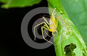 Yellow Lynx Spider on green leaf