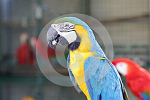 Yellow macaw with blue wing and green head