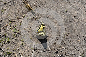 Yellow machaon is a day butterfly old world swallowtail. Papilio machaon.
