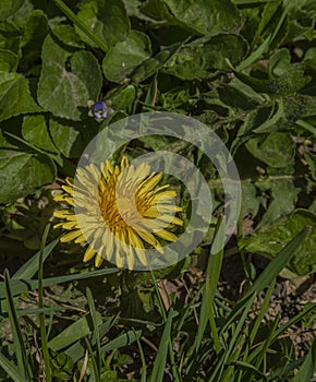 Yellow macro flower dandelion in green grass in sunny day