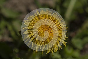 Yellow macro flower dandelion in green grass in sunny day