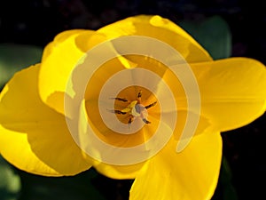 Yellow macro plant tulipan photo