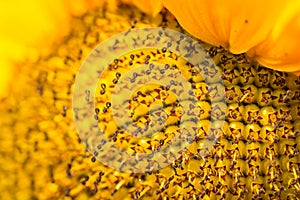 Yellow macro sunflowers on  sunflower field.UK