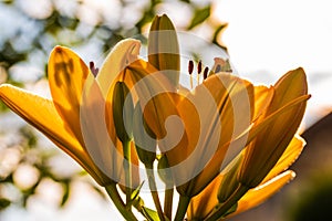 Yellow Madonna lily flower Lilium candidum with buds in nature. Background in nature. Detailed closup shoot in sun