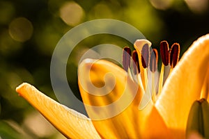 Yellow Madonna lily flower Lilium candidum with buds in nature. Background in nature. Detailed closup shoot in sun