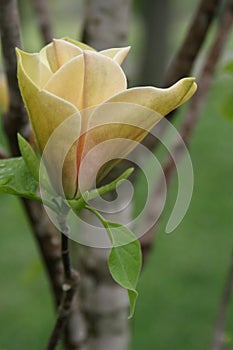 Yellow Magnolia in Bloom 2023 IV